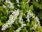 Preview: Prunus padus-Traubenkirsche Blüte